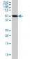 ADPGK Antibody (monoclonal) (M01)
